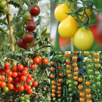 Collection de 4 tomates apéritif - tomate-cerise et cocktail