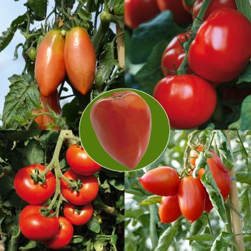 Collection of 5 Young Grafted Tomato Plants