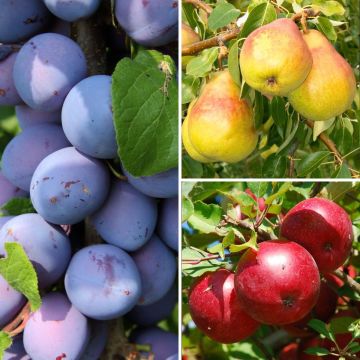 Autumn Harvest Dwarf Fruit Tree Collection