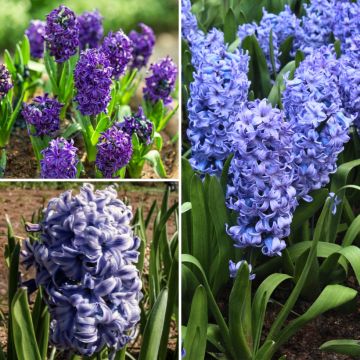 Blue Hyacinth Collection