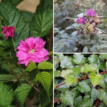 Ornamental Bramble Collection