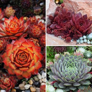 Sempervivum Collection - Houseleek