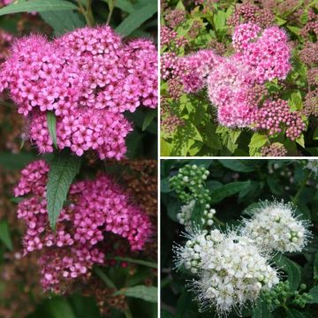 Japanese Meadowsweet Collection - Spiraea japonica