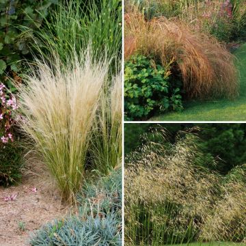 Stipa Collection