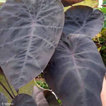 Colocasia esculenta x gigantea Noble - Taro