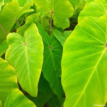 Colocasia x esculenta Red Eyed Gecko - Taro