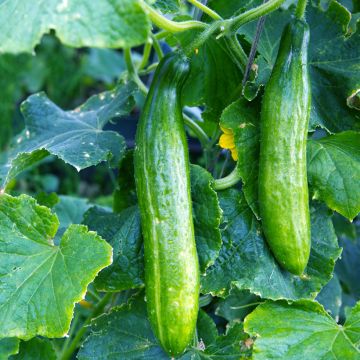 Concombre Burpless Tasty Green - Cucumis sativus