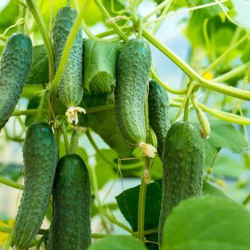 Cucumber Patio Snacker F1