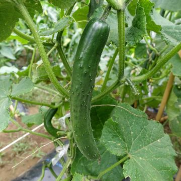 Cucumber Tanja - Cucumis sativus