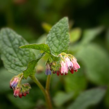 Consoude à grandes fleurs - Symphytum Hidcote Pink