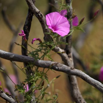 Convolvulus althaeoides, Liseron