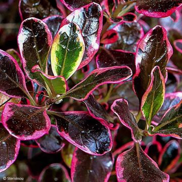 Coprosma x repens ECLIPSE