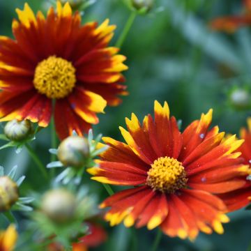 Coreopsis Uptick Red - Tickseed