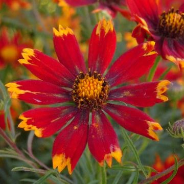 Coreopsis verticillata Ladybird