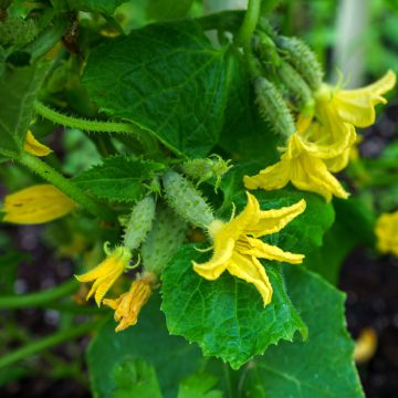 Gherkin Fin de Meaux - Vilmorin Seeds