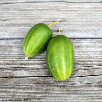 Gherkin Russe - Ferme de Sainte Marthe Seeds