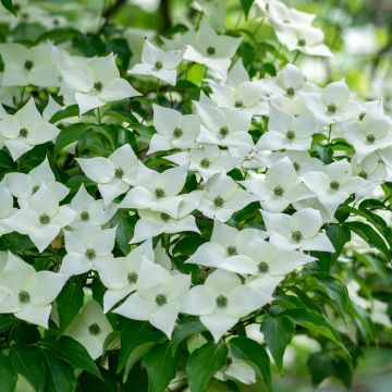 Cornus kousa Milky Way