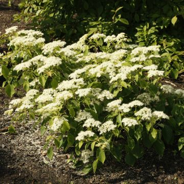 Cornus controversa Green Carpet - Giant Dogwood