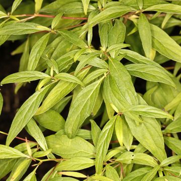 Cornus controversa Laska