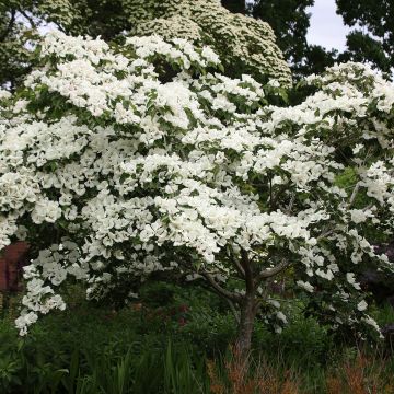 Cornus Cornus kousa var. Chinensis x Cornus nuttallii  Venus