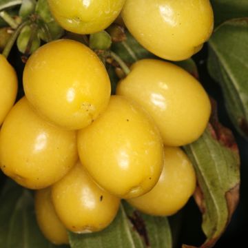 Cornus mas Flava - Cornelian cherry