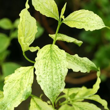 Cornus mas Happy Face - European Cornel