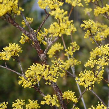 Cornus officinalis Robins Pride - Japanese Cornelian Cherry