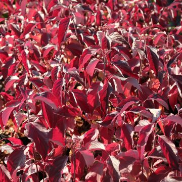 Cornus sericea Farba - Red osier dogwood