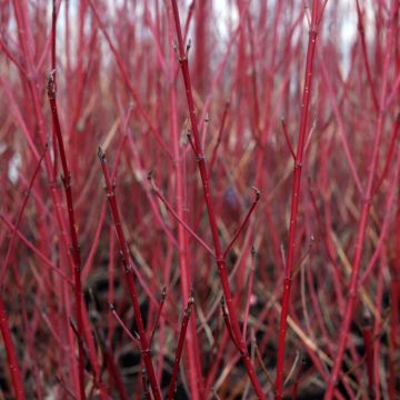 Cornus sericea Firedance - Red osier dogwood