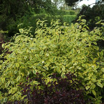 Cornus sericea Hedgerow's Gold - Red osier dogwood