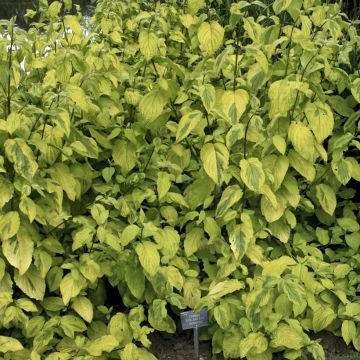 Cornus sericea Sunshine - Red Osier Dogwood