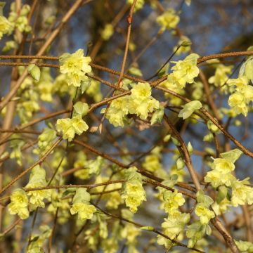 Corylopsis sinensis var. sinensis - Chinese winter hazel