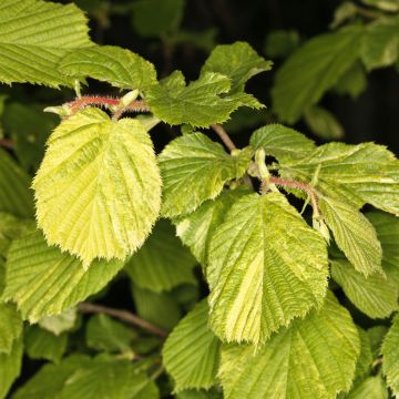 Corylus avellana Agnieszka - Common Hazel