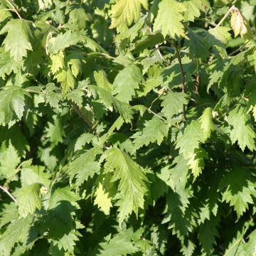 Corylus avellana Laciniata - Common Hazel