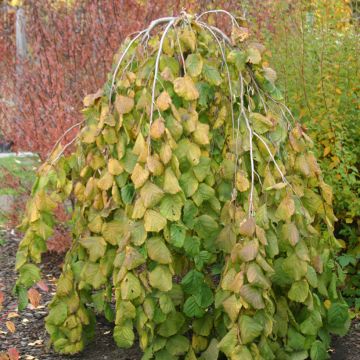 Corylus avellana Pendula - Weeping hazel