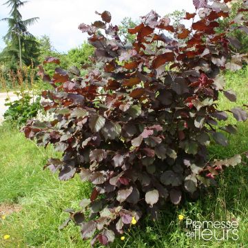 Corylus  avellana  Rode Zellernoot