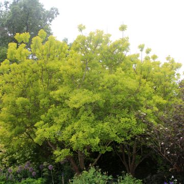 Cotinus coggygria Golden Spirit - Smoke Bush