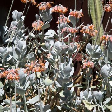 Cotyledon orbiculata Grey - Succulent