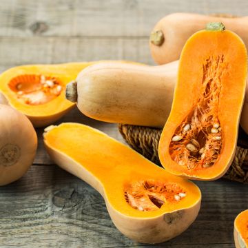 Butternut Squash organic seeds