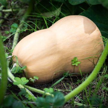 Butternut Squash - Ferme de Sainte Marthe Seeds