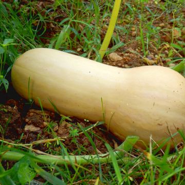 Butternut Squash Hercules F1