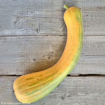 Squash Longue de Nice - Ferme de Sainte Marthe Seeds