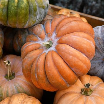 Winter Squash Muscade - Ferme de Sainte Marthe Seeds