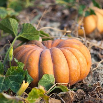 Squash Musquée de Provence seeds - Cucurbita moschata