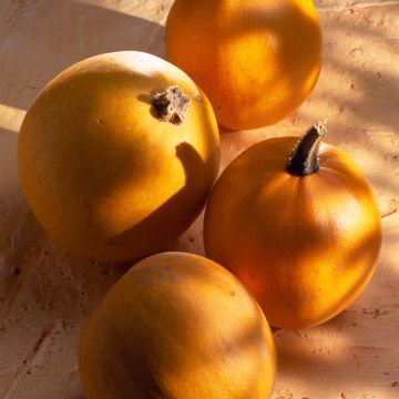 Squash Pomme dOr - Ferme de Sainte Marthe Seeds