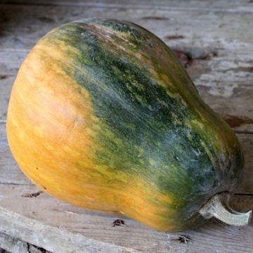 Courge Musquée Sucrine du Berry AB - Ferme de Sainte Marthe