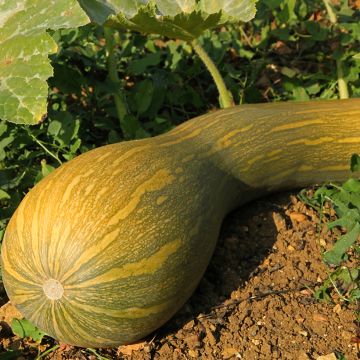 Courge de Nice à fruits longs -Vilmorin