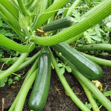 Courgette Anissa HF1 (Obtention Vilmorin) - Vilmorin