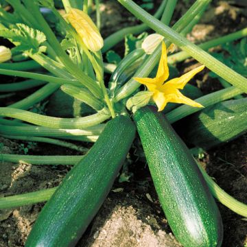 Courgette Bélor HF1 (Obtention Vilmorin) - Vilmorin