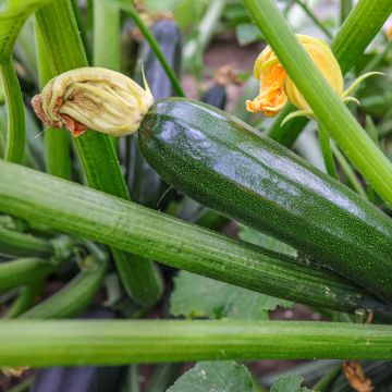 Zucchini Defender F1 - Cucurbita pepo